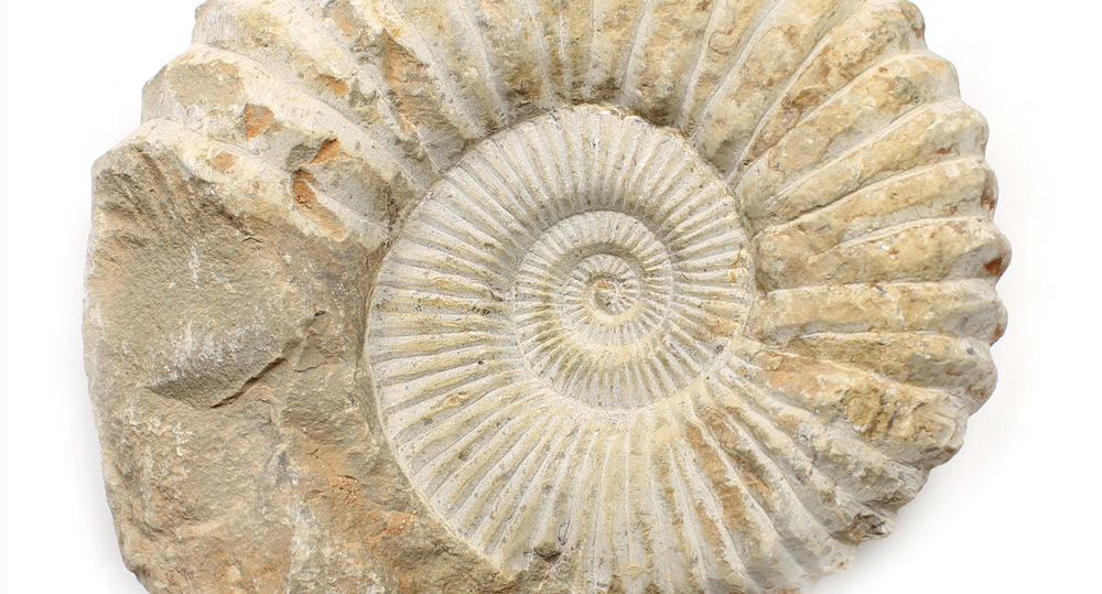 THE FOSSILS - Top Level Marble